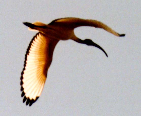 sacred_ibis_flt.jpg