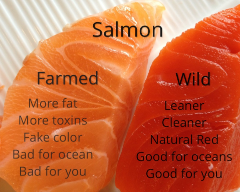 salmon cc 1 (1).png