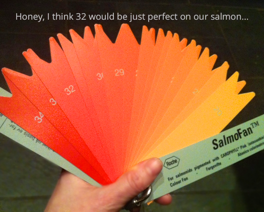 salmon cc 2 (1).png