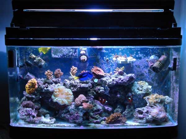 saltwater aquarium.jpg