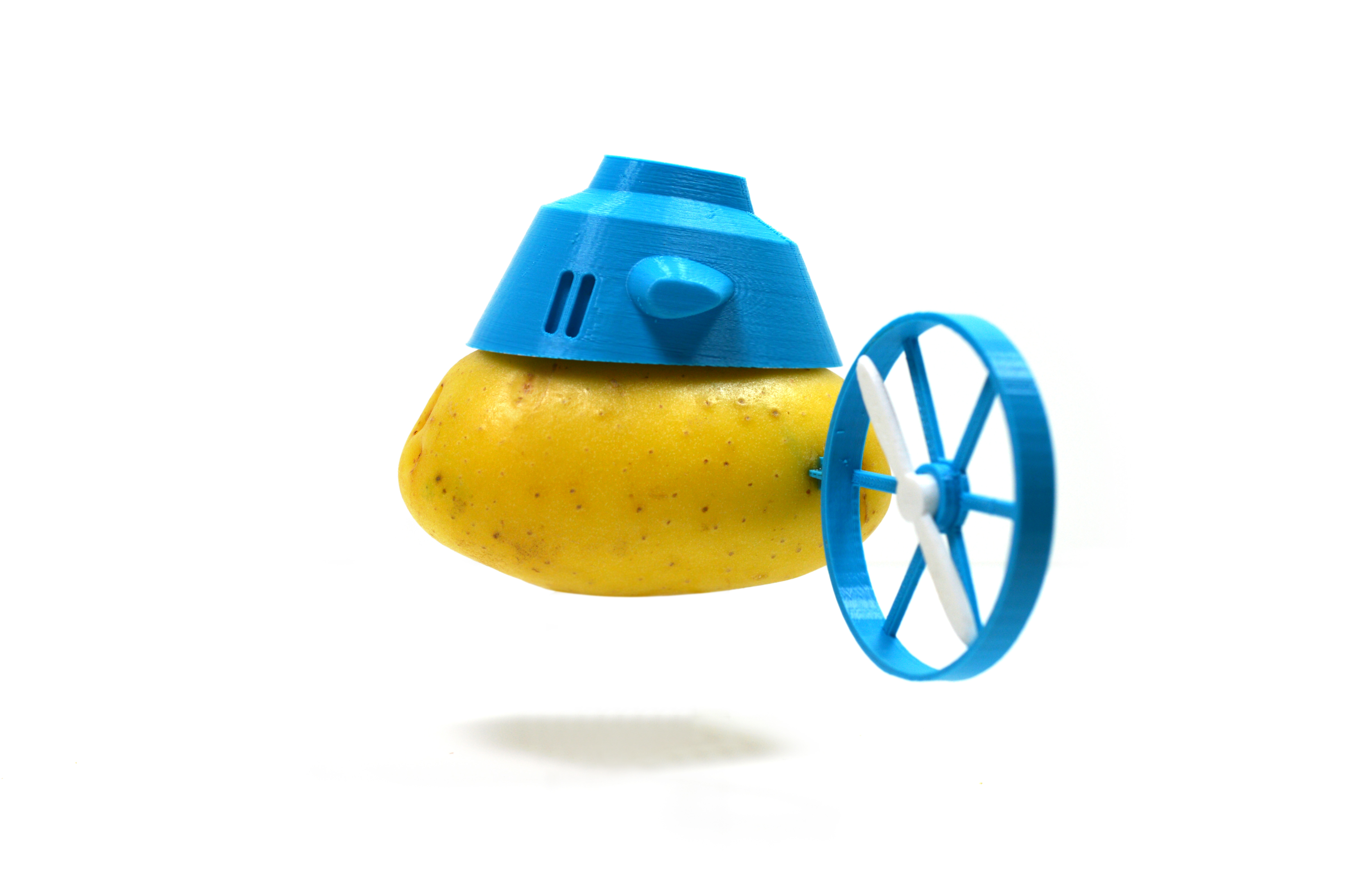sea potato.jpg