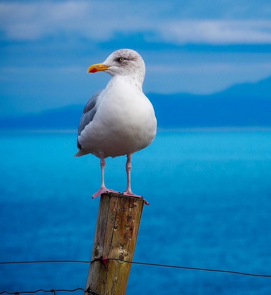 seagull-1900657_1280.jpg