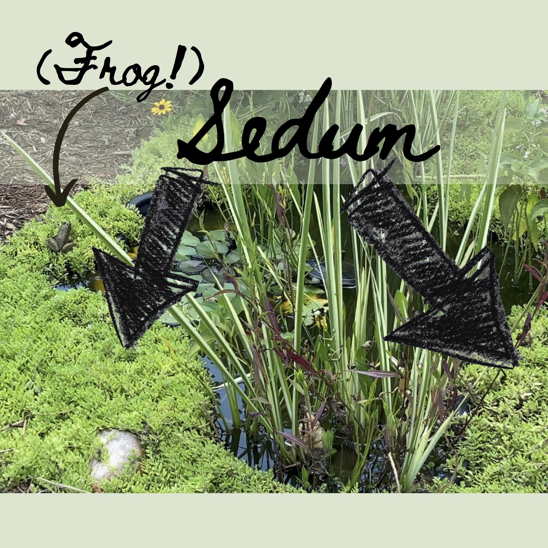 sedum around pond.jpg