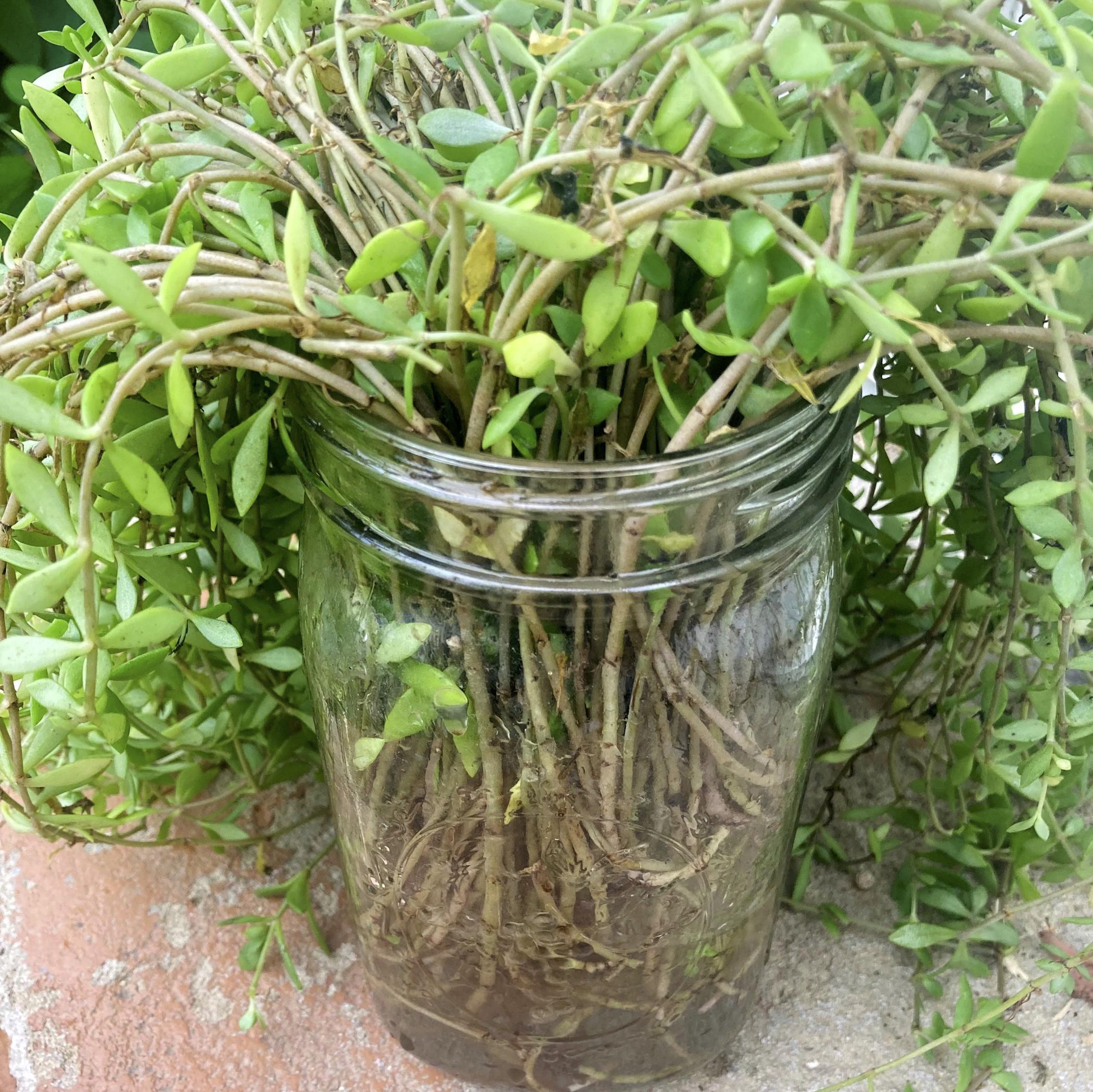 sedum stems in jar.jpg