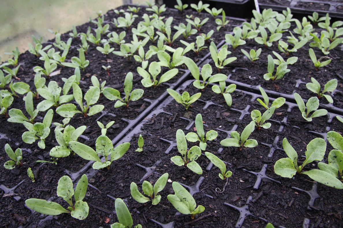 seedlings 01.jpg