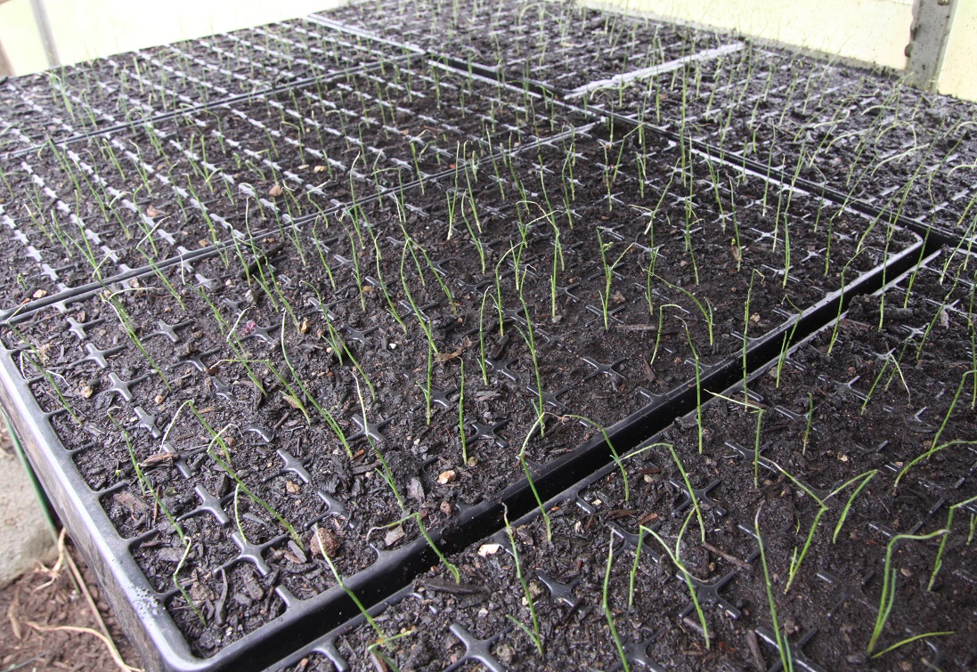 seedlings 02.jpg