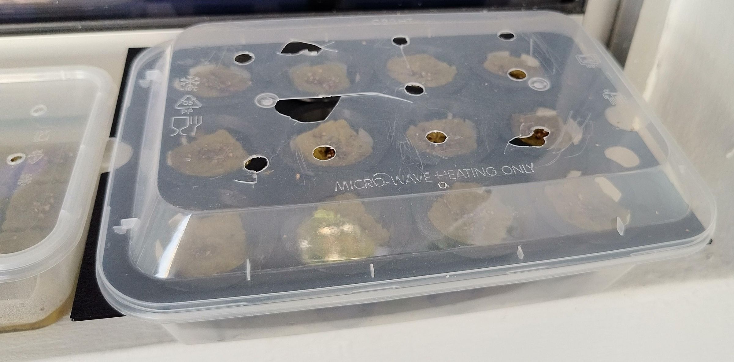 seeds 5.jpg