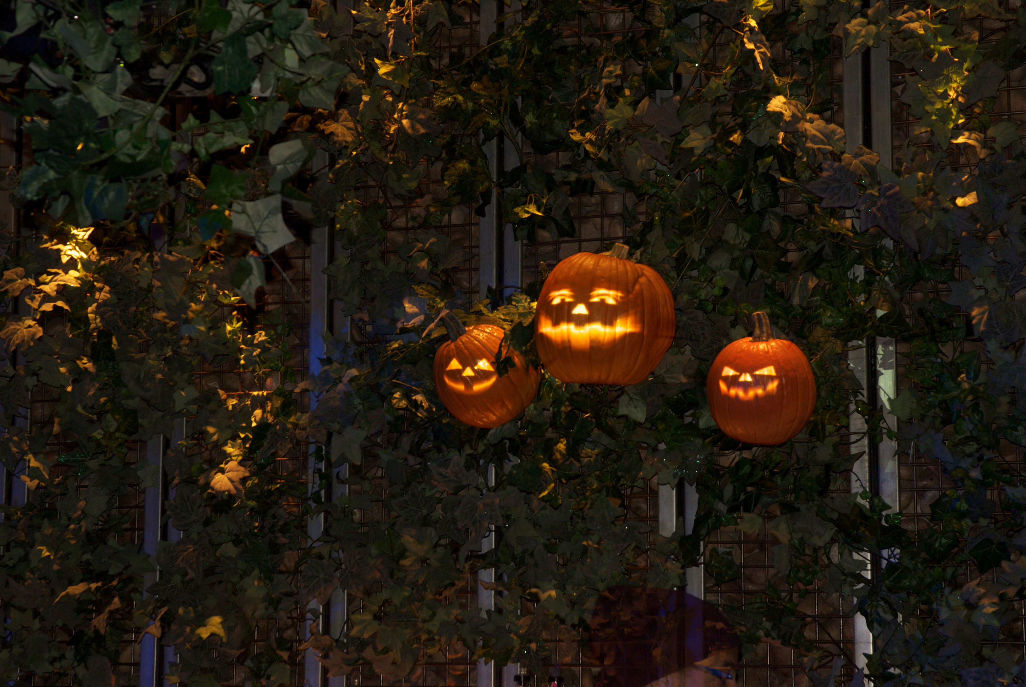 singing jack-o-lanterns.jpg