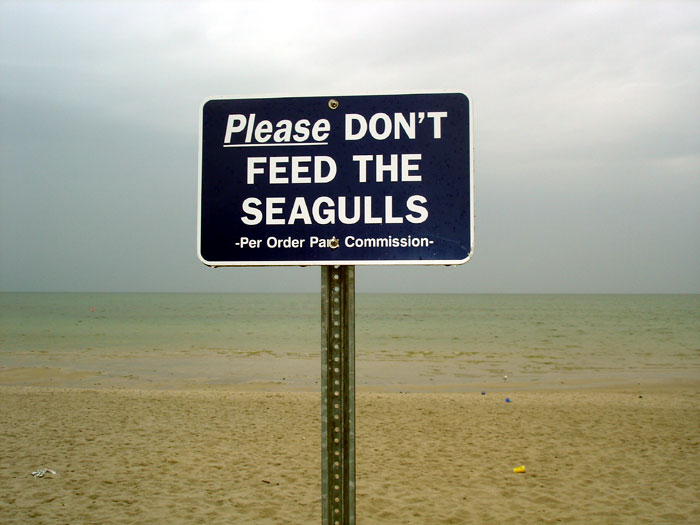 skaket-dontfeed-seagulls.jpg