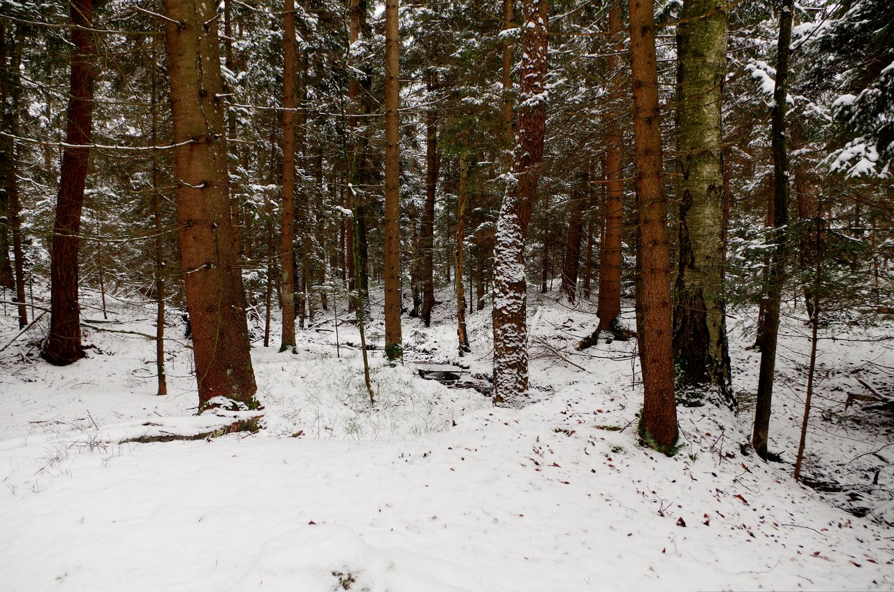 snowy_forest_background_by_burtn-d5quuje.jpg