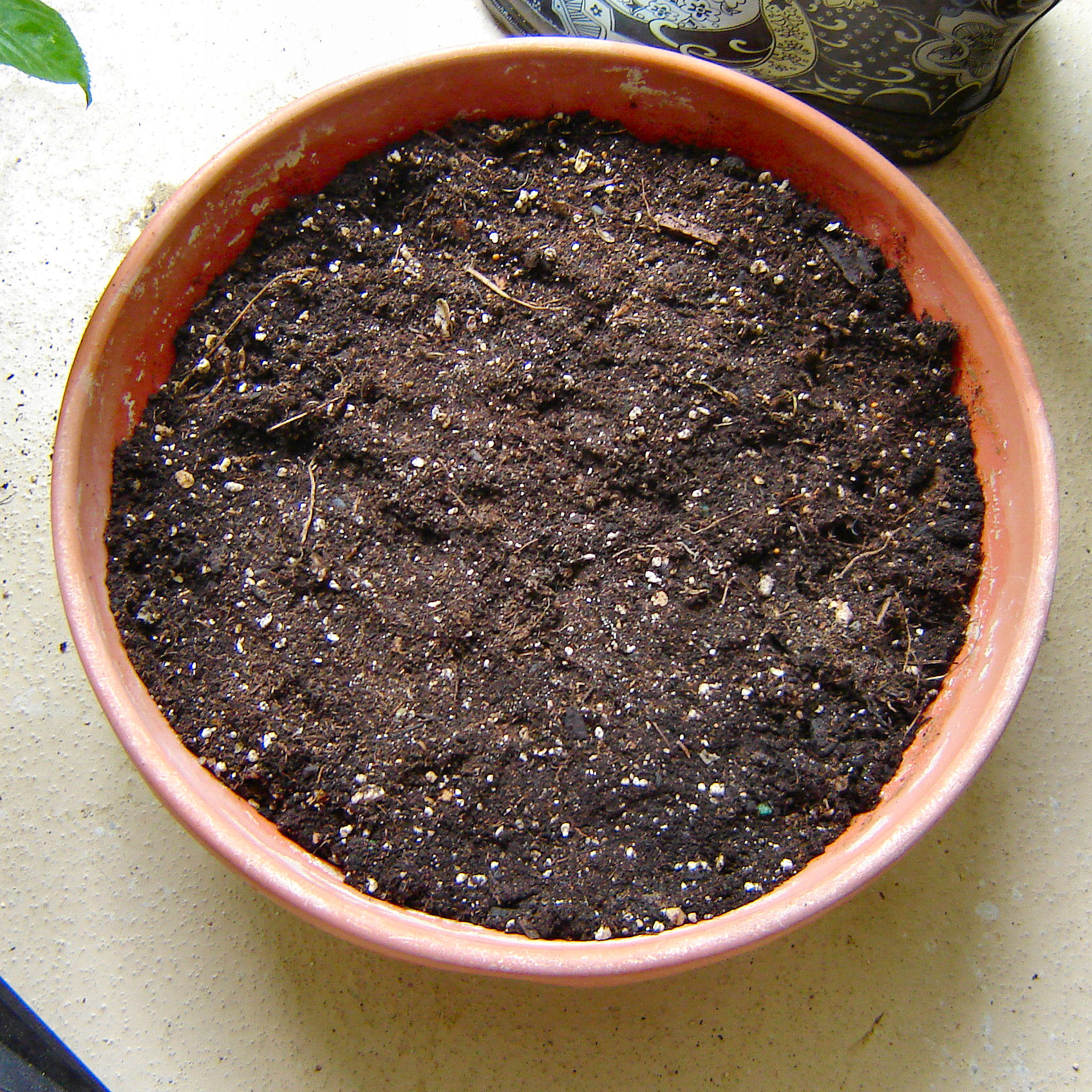 soilinbigpot.JPG