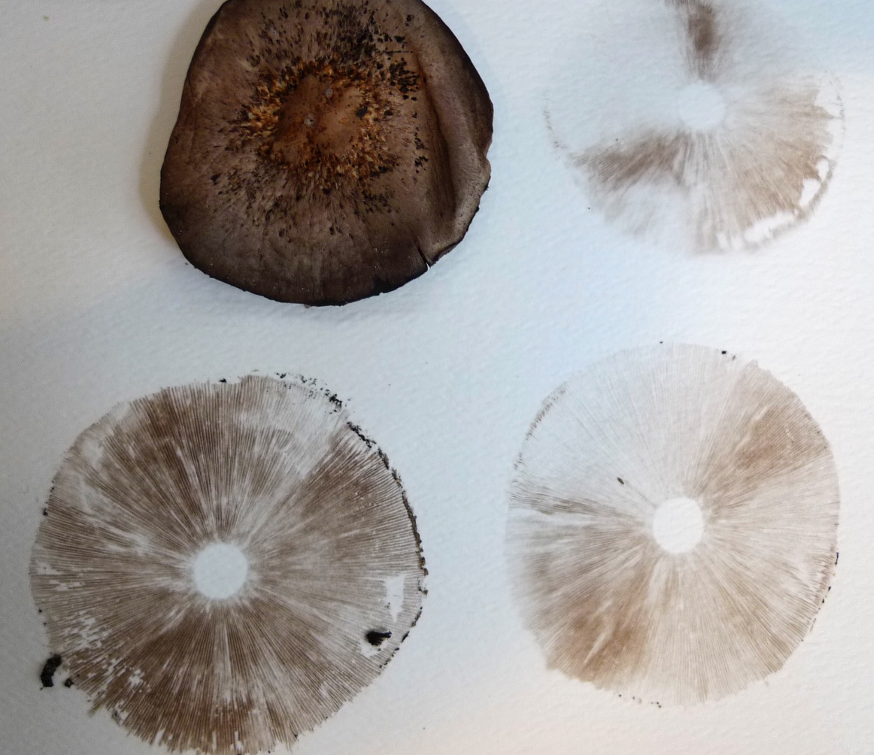 spore print.jpg