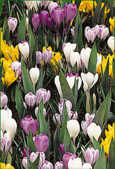 spring_crocusbunch.jpg