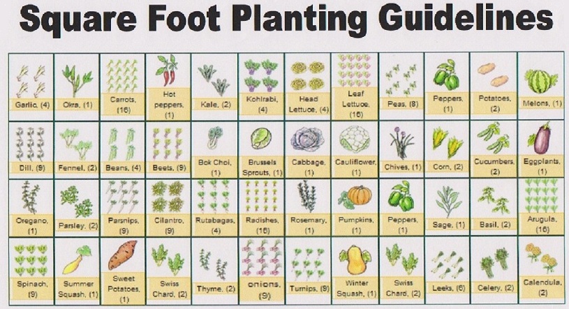 square foot measuring for each seed.jpg