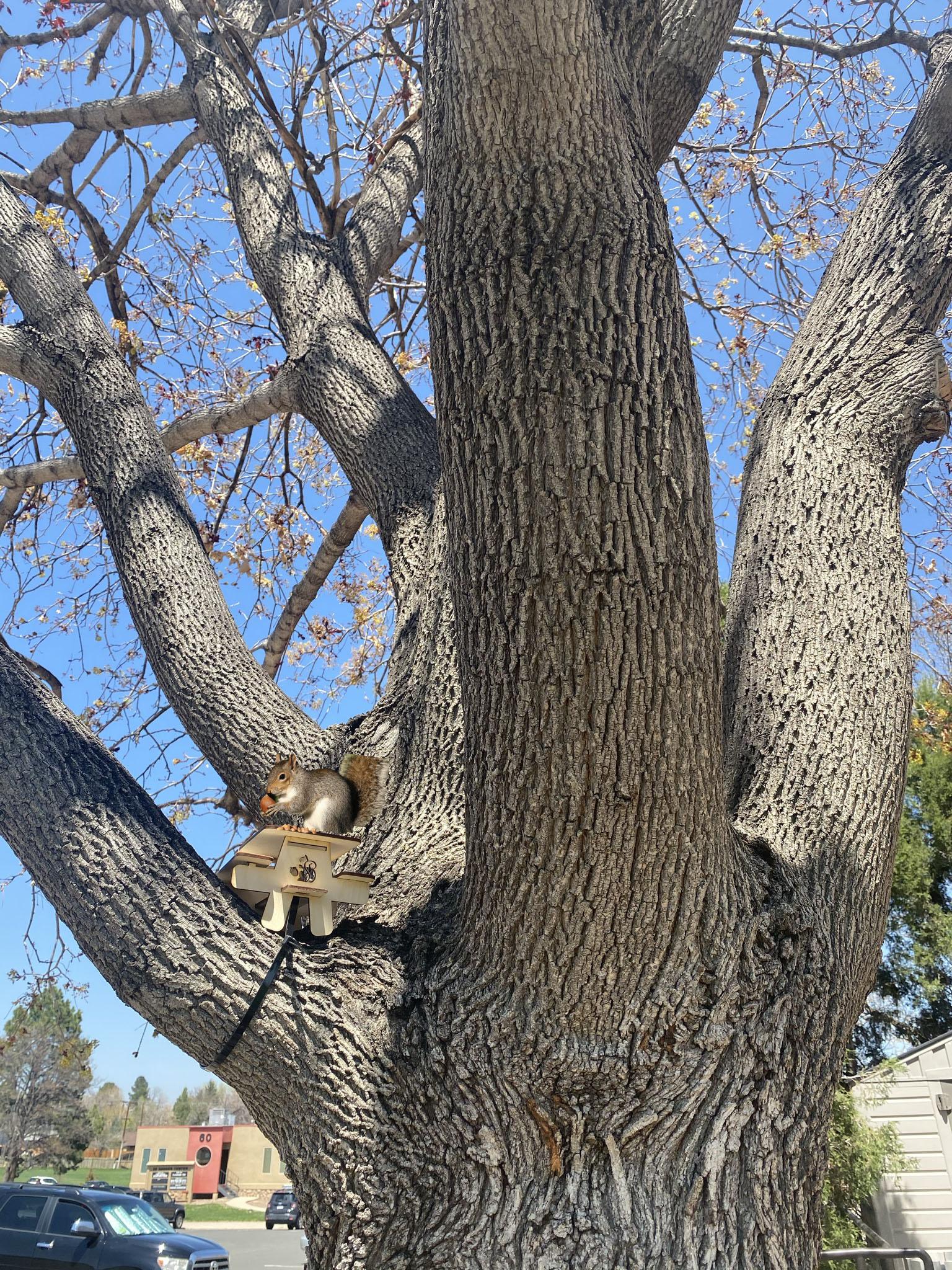 squirrel in tree.jpg