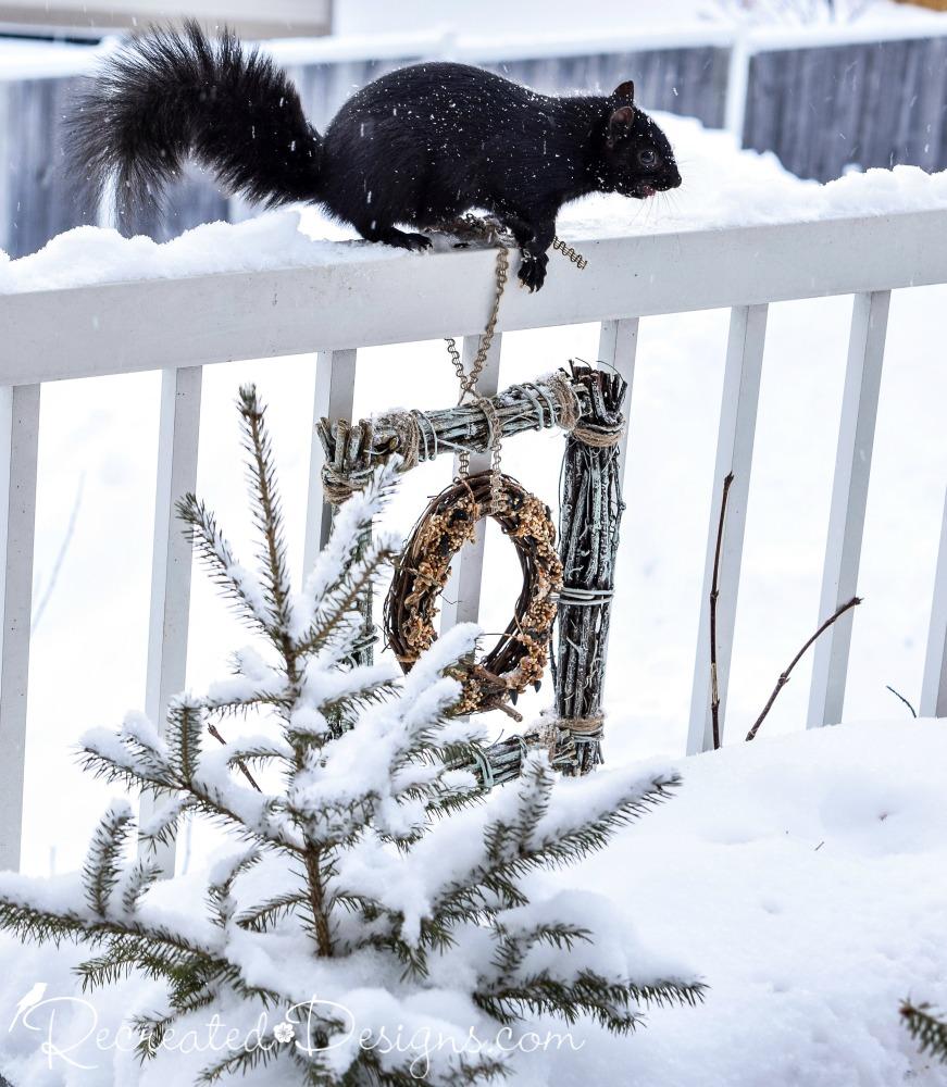 squirrel-eyeing-birdfeeder-diy-Recreated-Designs.jpg