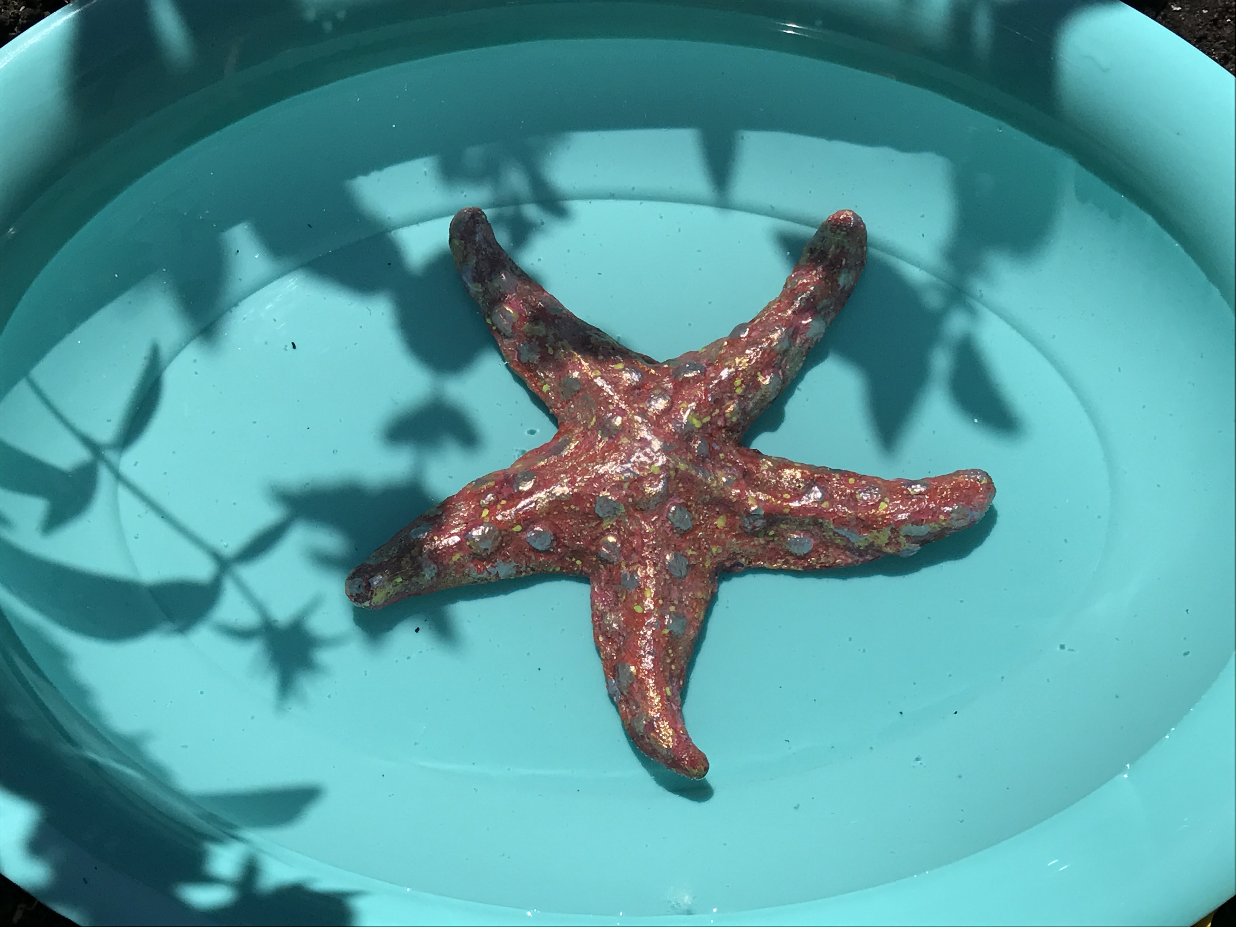 starfish under water.JPG