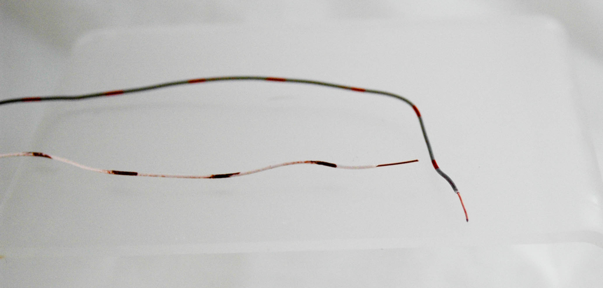 strippedwires.jpg
