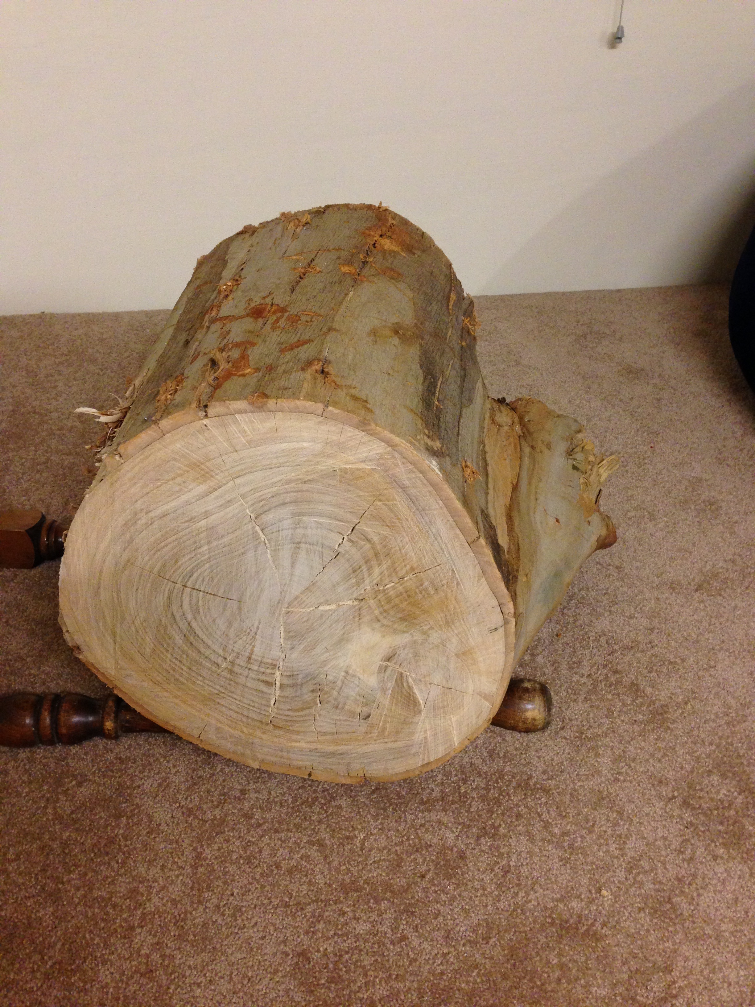 stump2.JPG