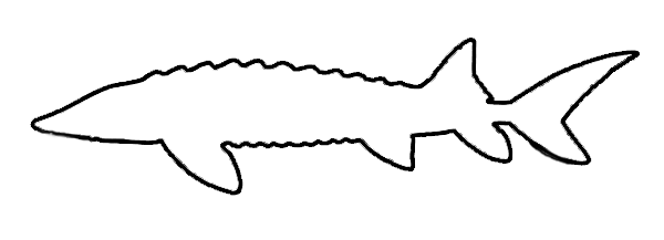 sturgeon-pattern.png