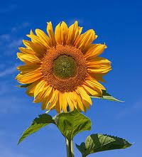 sunflower.jpg