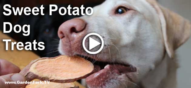 sweet-potato-dog-treats-recipe-play.jpg