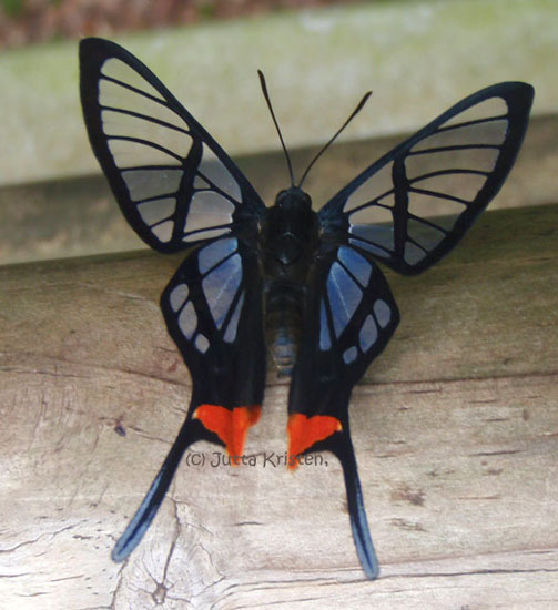 swordtail_butterfly_argentina_jutta.jpg