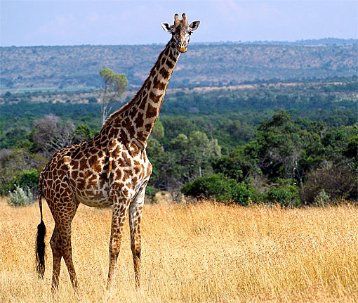 tall-giraffe.jpg