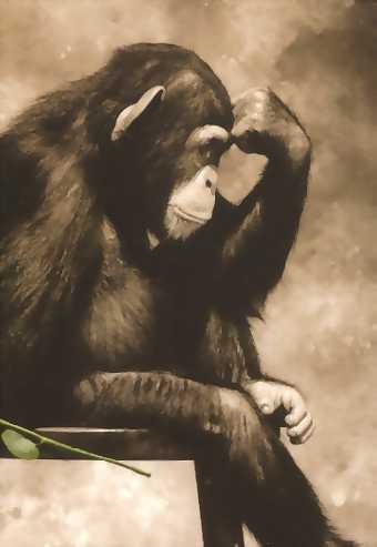 thinker chimp.jpg