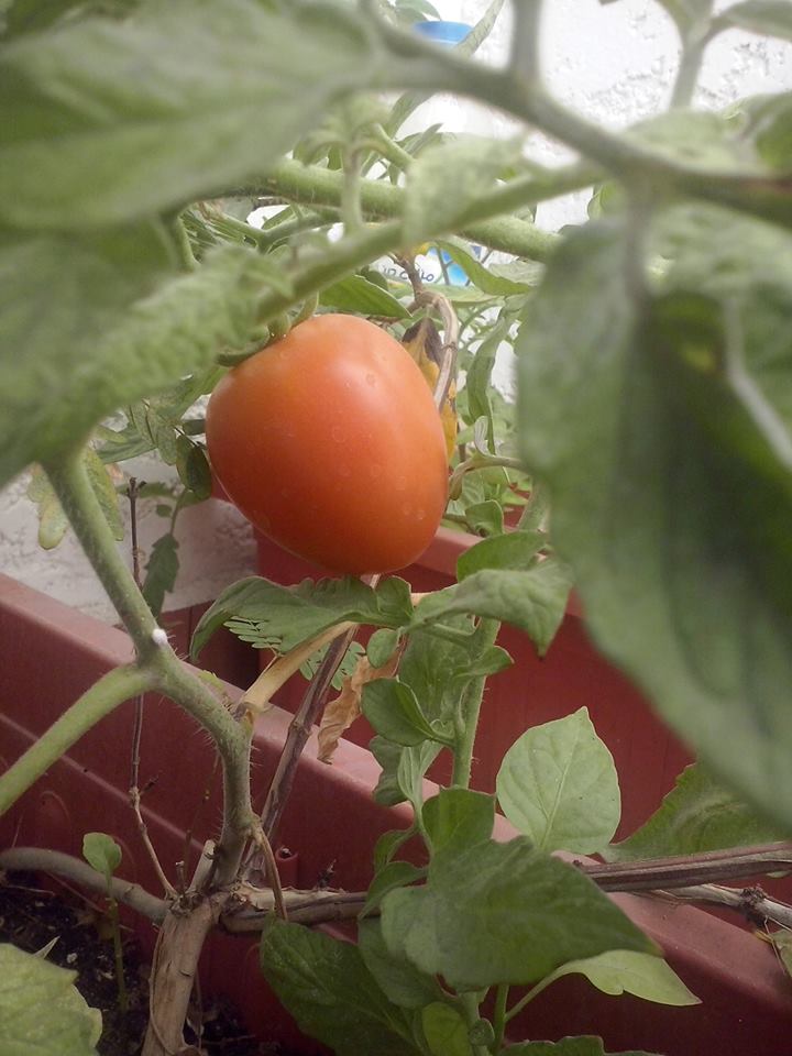 tomato.jpg