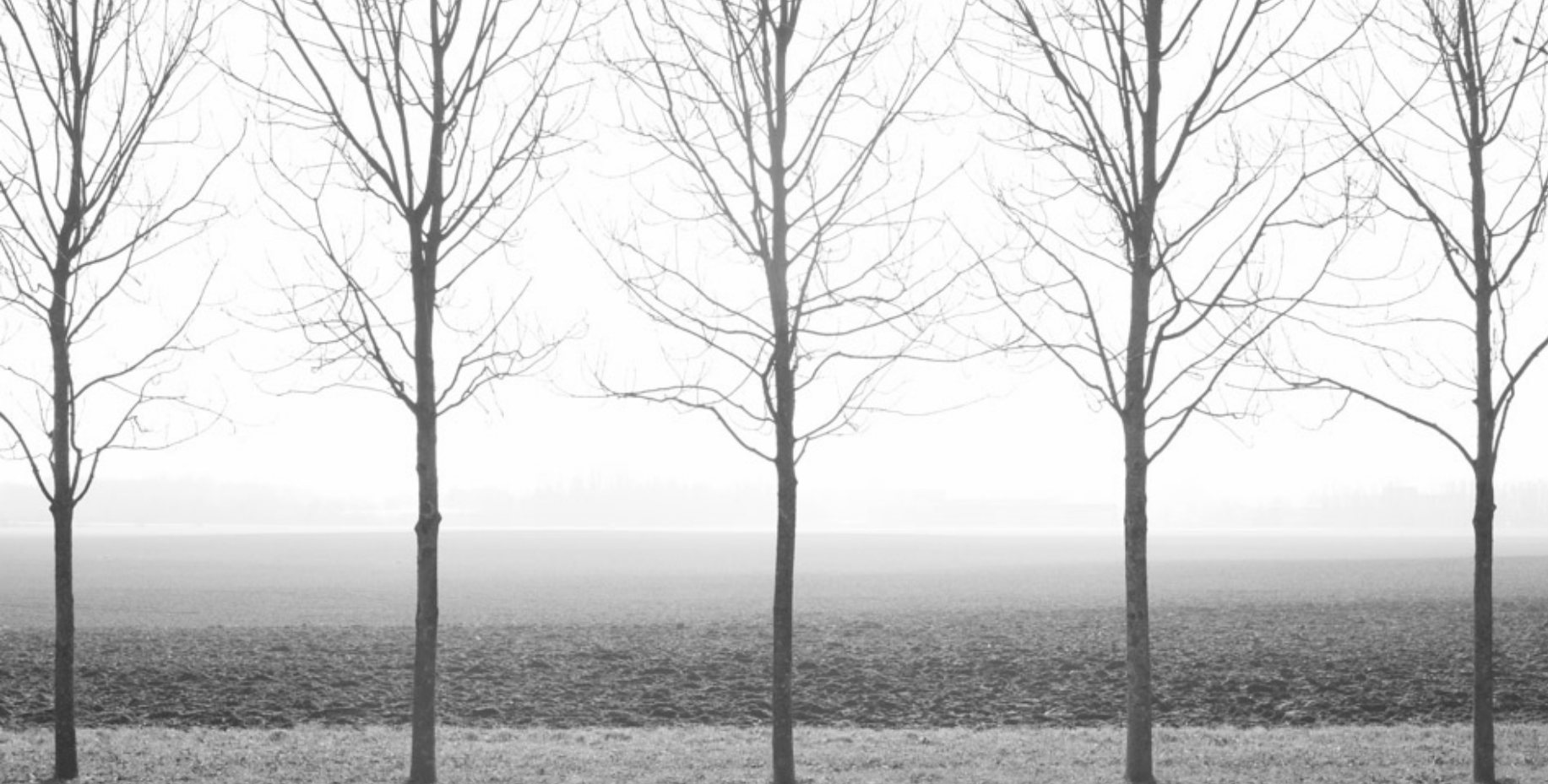 treesedited.jpg
