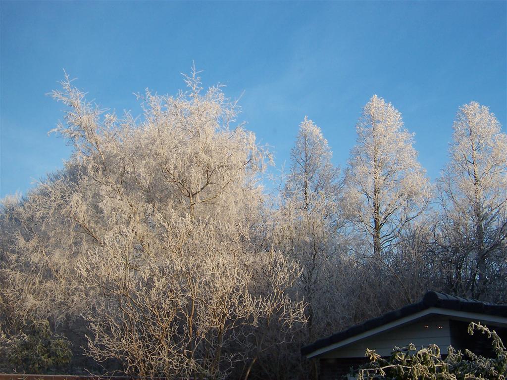 tuin winter 07 (1) (Medium).JPG