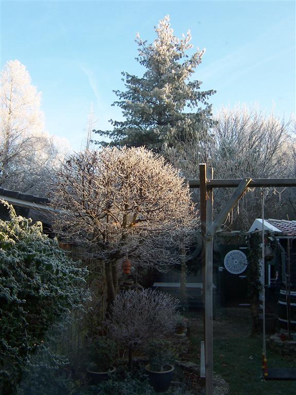 tuin winter 07 (3) (Medium).JPG