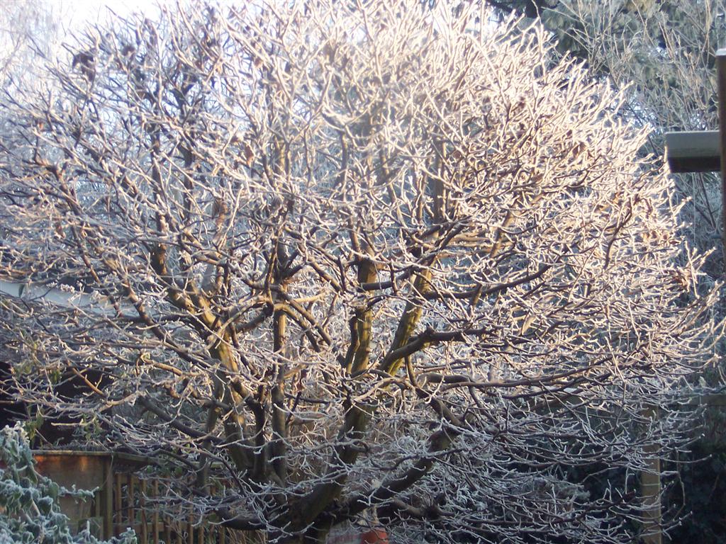 tuin winter 07 (Medium).JPG