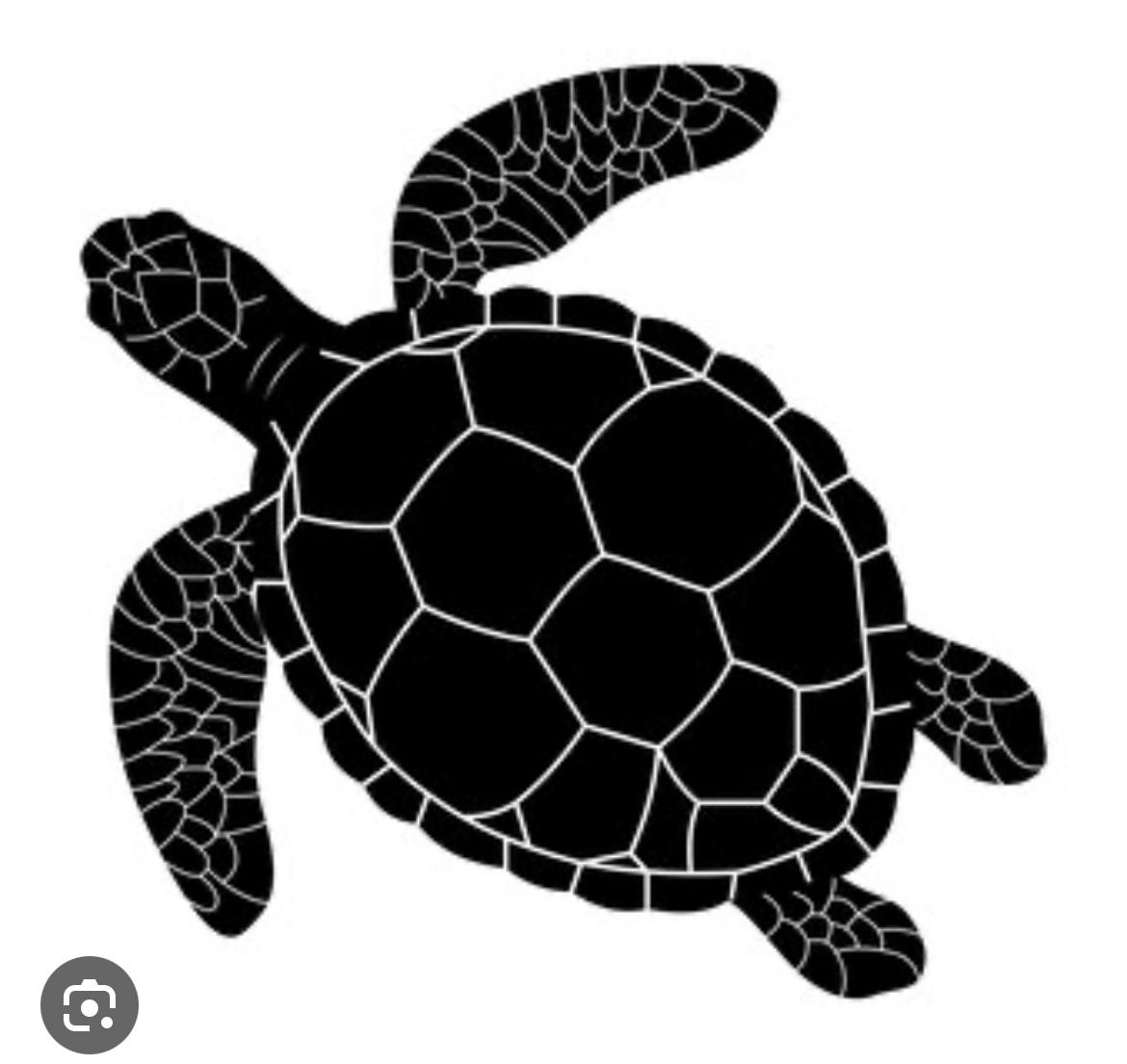 turtle.jpg