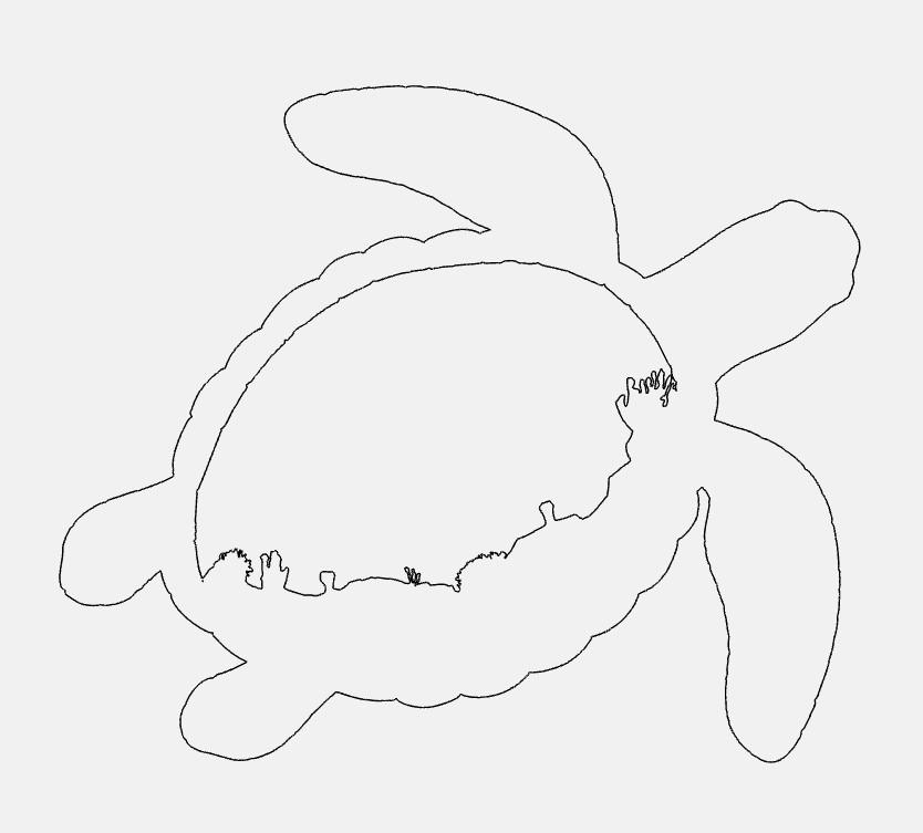 turtle4.jpg