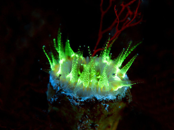 ultraviolet-light-underwater.jpg