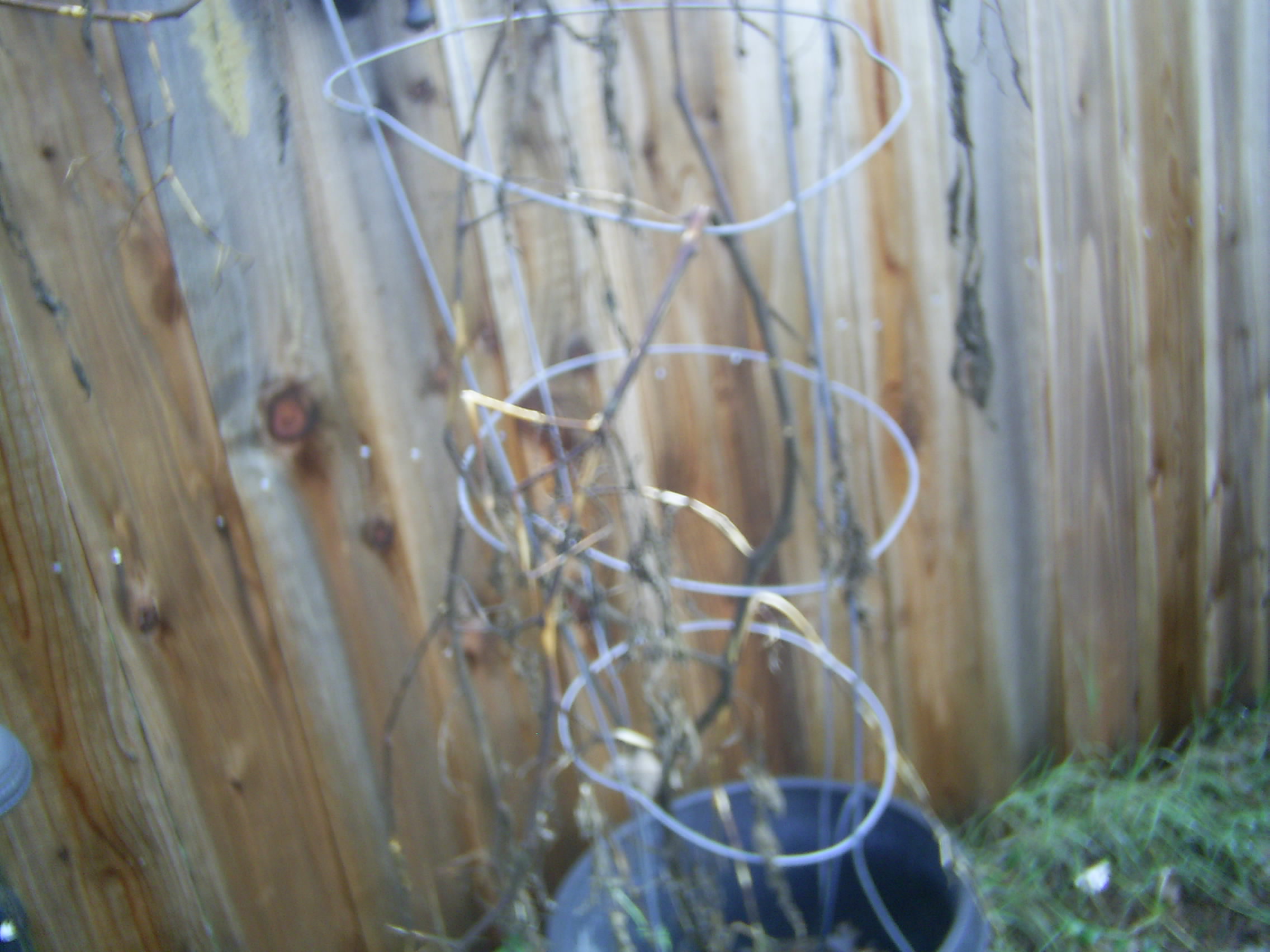 unused tomato cage.JPG