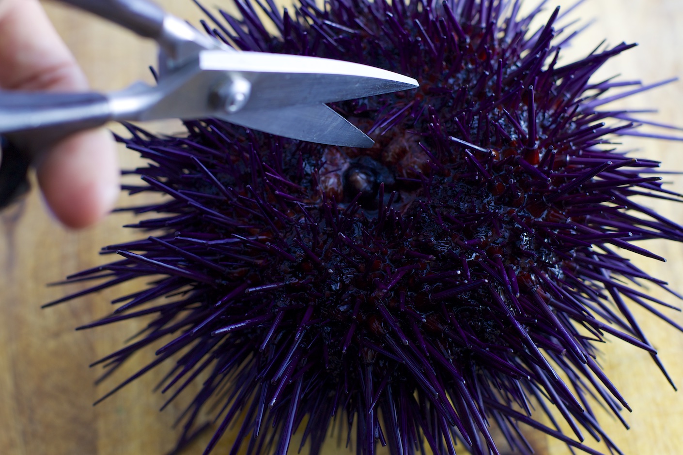 urchin scissors instructable.jpg