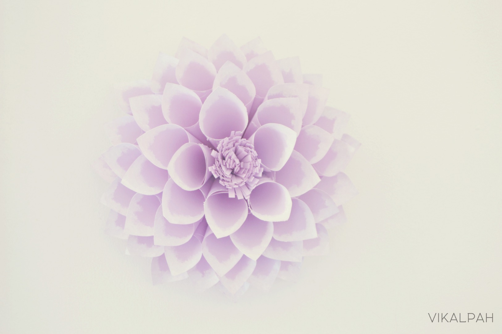 violet dahlia.jpg