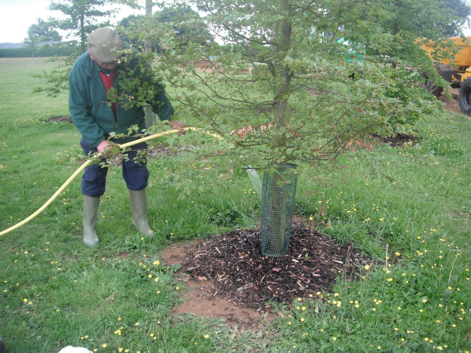 watering tree.jpg