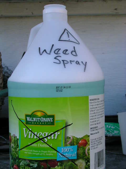 weed_8-relabel.JPG