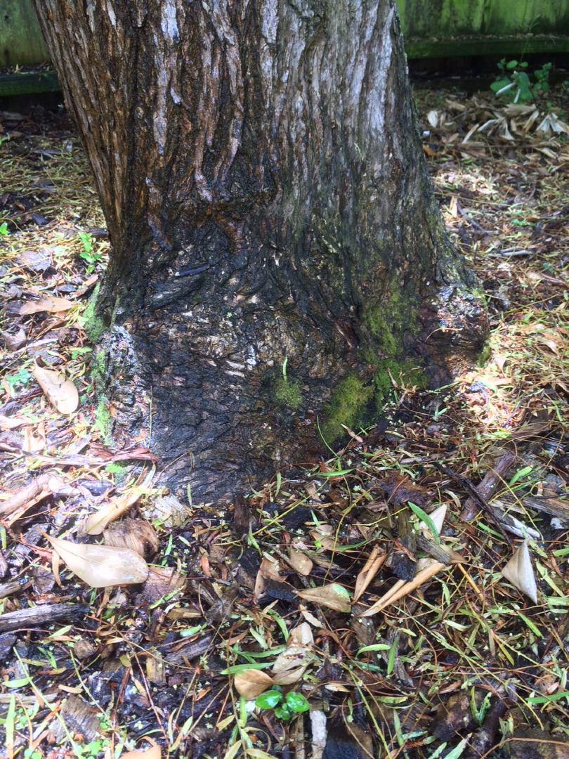 wet tree trunk can cause rot and tree death.JPG