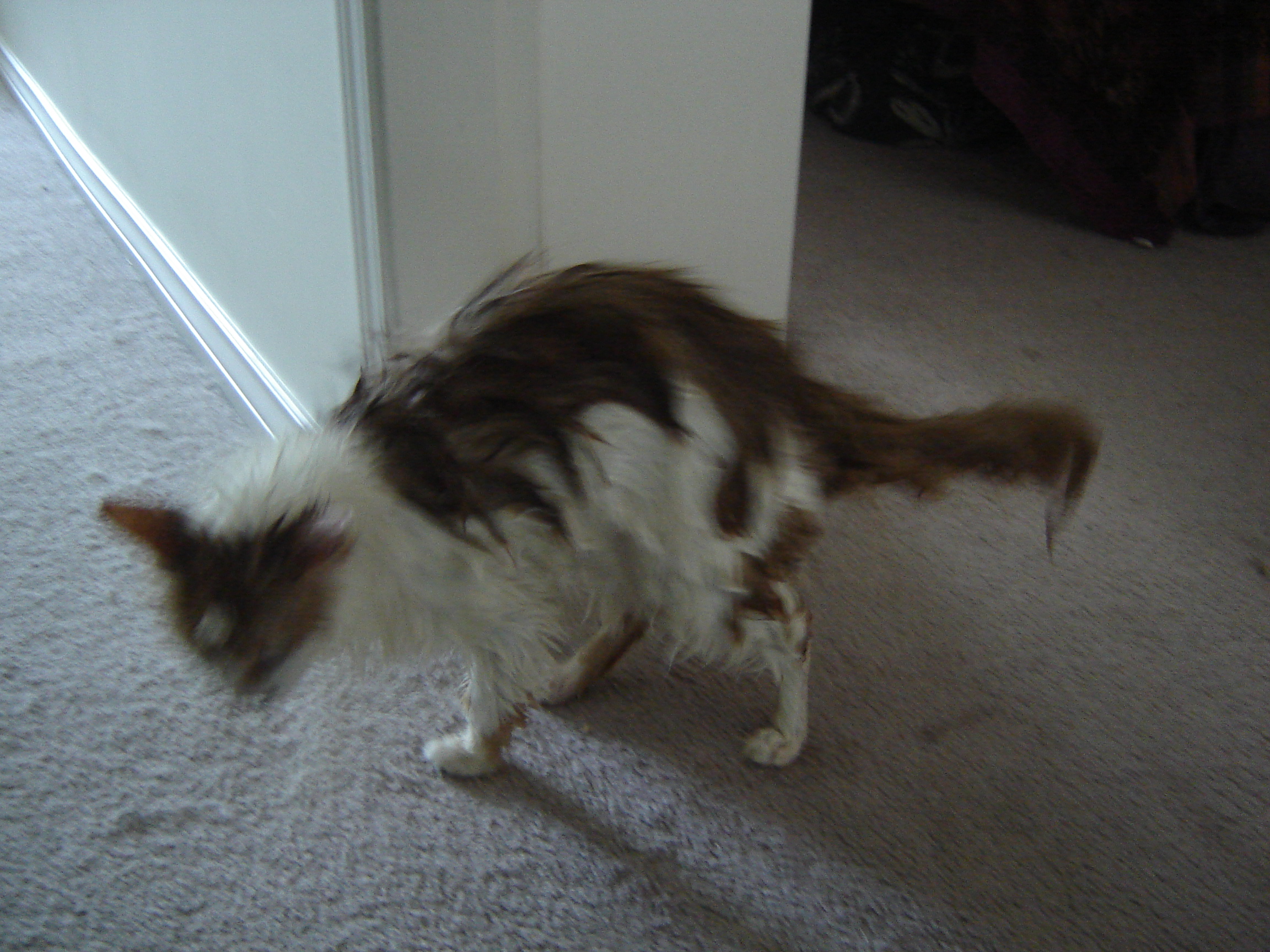 wetcat.jpg
