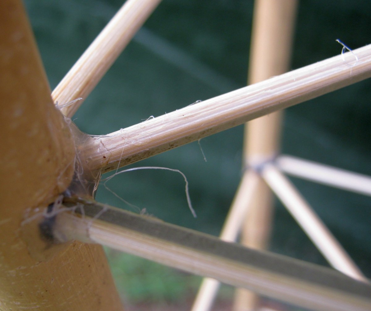 whiskers1.JPG