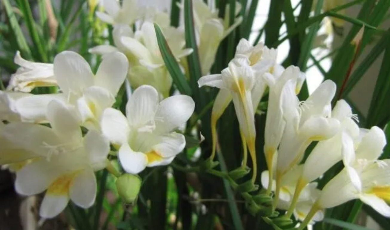 white freesia.png