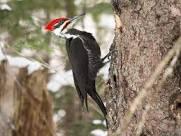 woodpecker.jpg