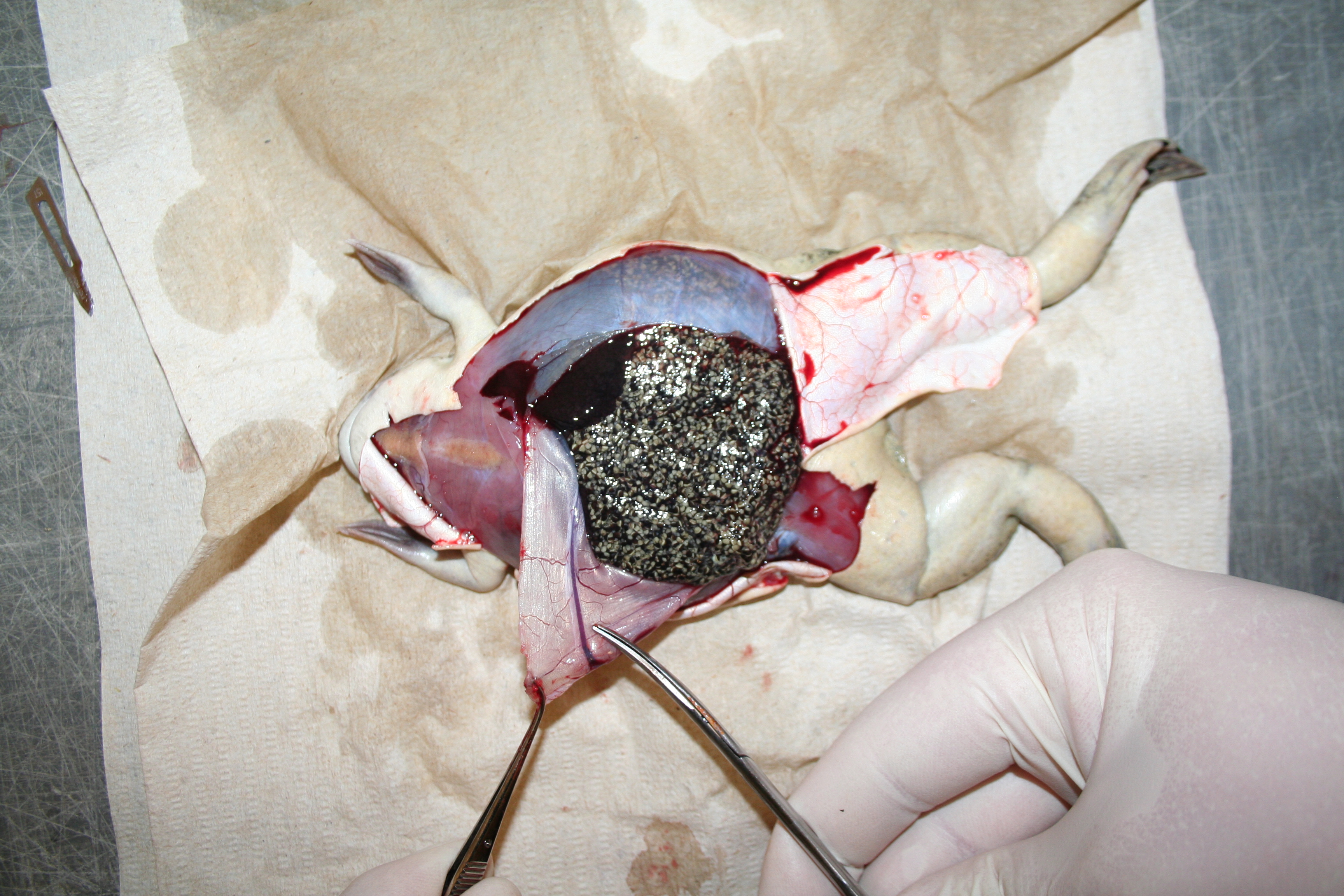 x. laevis dissection 008.jpg