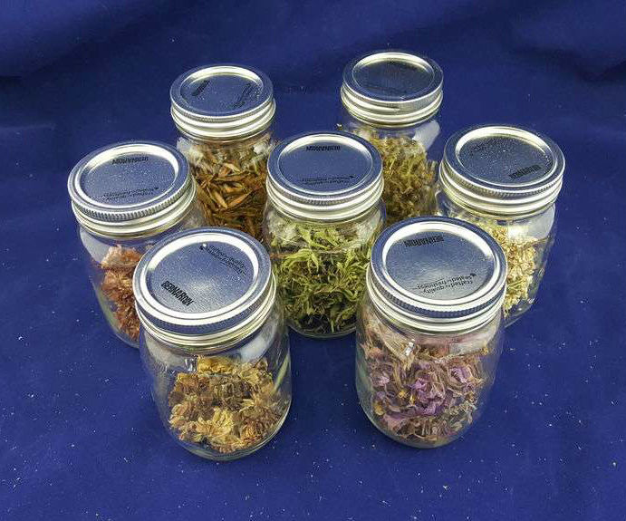 Collecting and Drying Wild Herbal Remedies