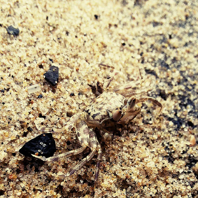 #macrophotography  #phonephotography #crabs #new #pet #beach  #animal #nature #filters  #nano